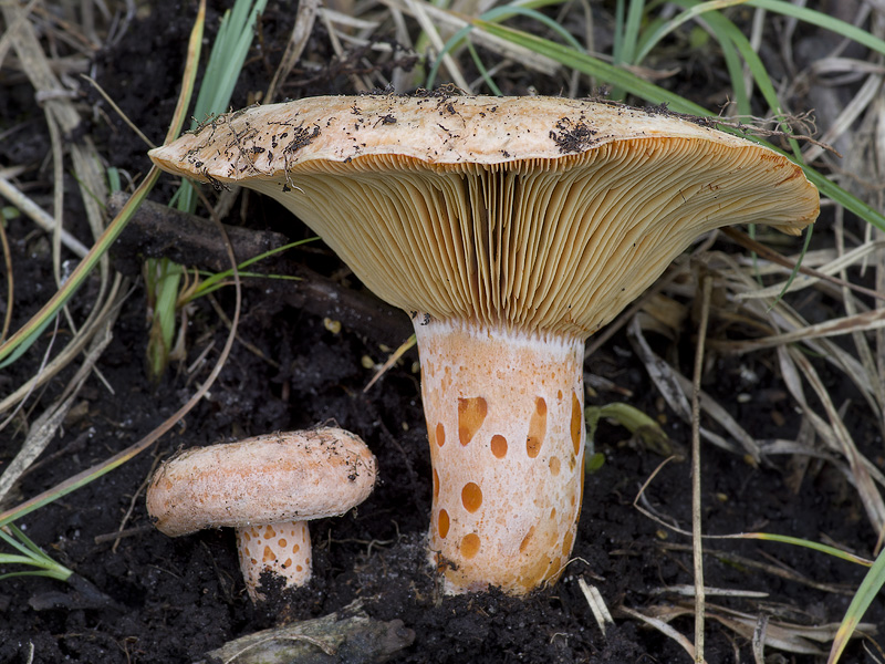 Lactarius deliciosus